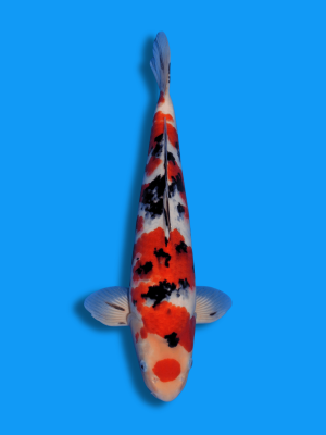 Maruten Sanke  | Koi&Co.